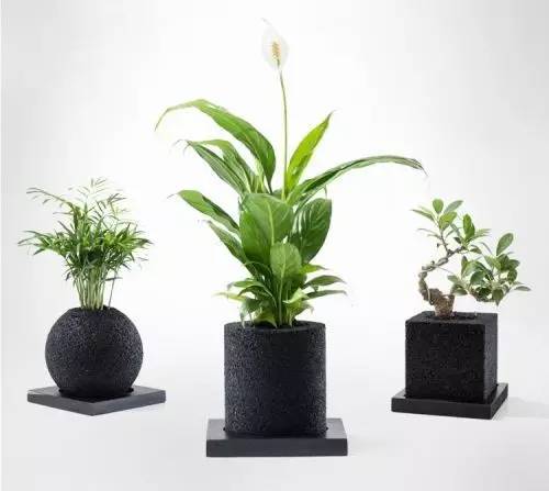 怎么除甲醛靠得牢？竹炭、植物成***“騙局”