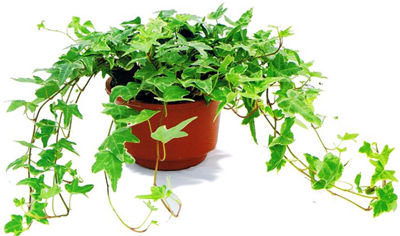 記住這四條規(guī)則，巧用植物甲醛治理！