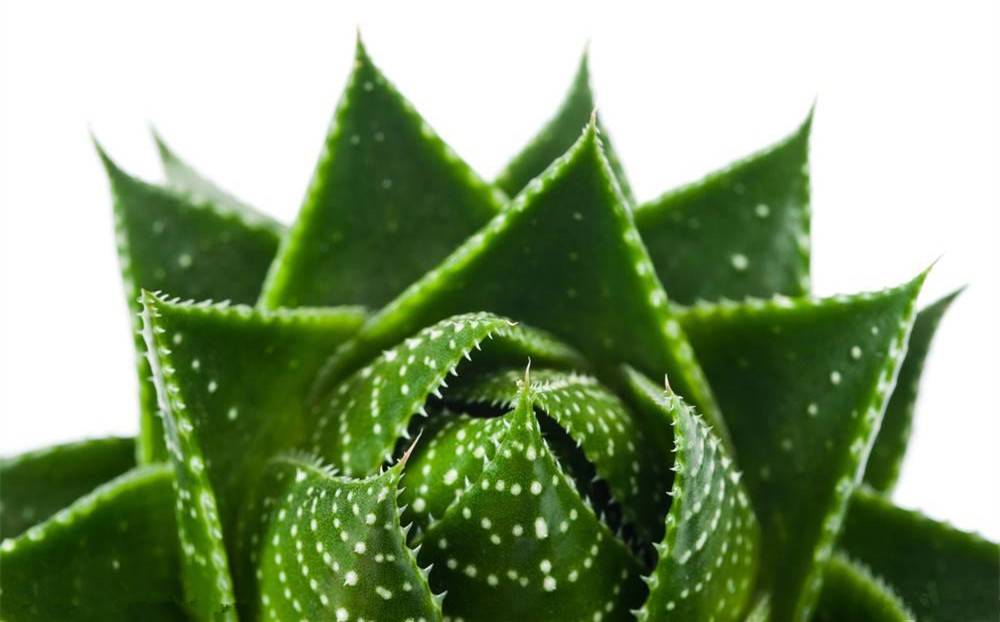 記住這四條規(guī)則，巧用植物甲醛治理！