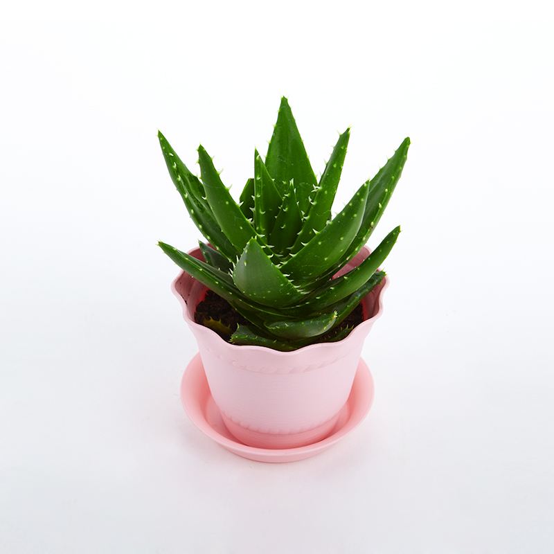 去除房間甲醛的植物有哪些？