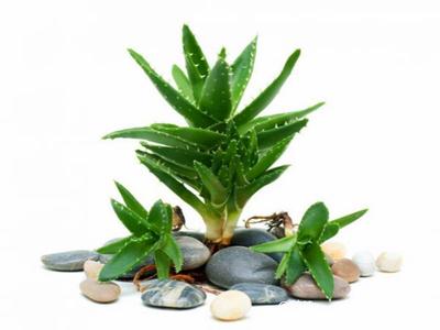 去除房間甲醛的植物有哪些？