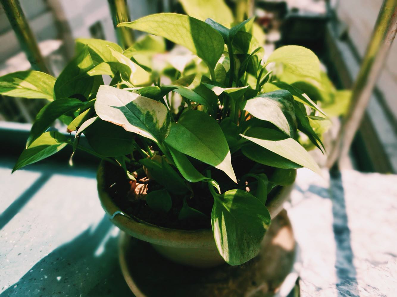植物能治理甲醛嗎？科學使用植物很重要