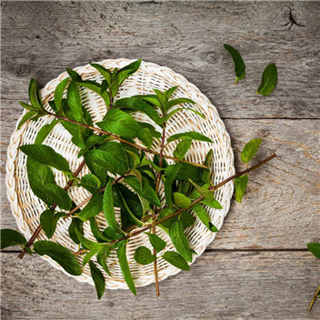 植物可以去甲醛嗎？甲醛治理原理是什么