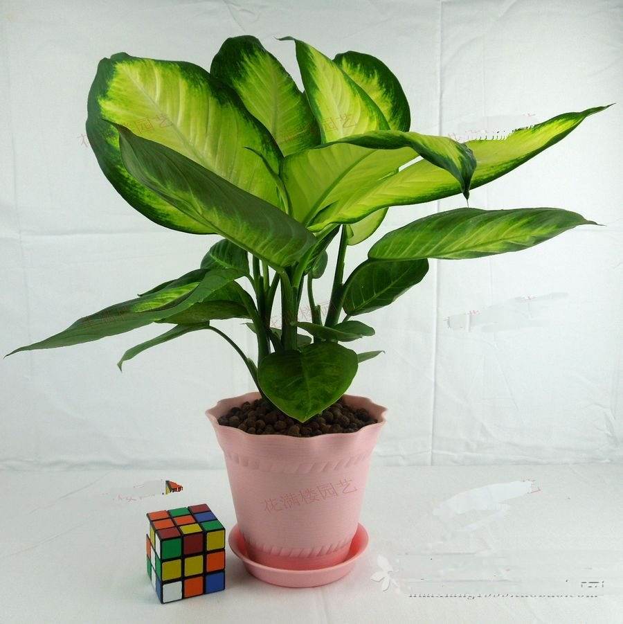 哪些植物可以除甲醛，本事***呢？