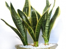 用什么植物除甲醛最好？