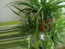 除甲醛，竹炭綠植不給力
