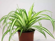 去除甲醛的綠植有哪些?你家里有嗎？