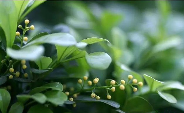 活性炭除甲醛有效嗎？
